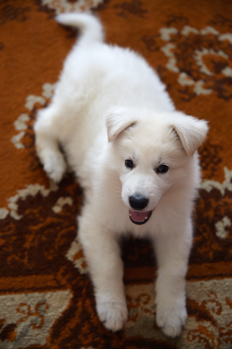 The life of a shepherd named Caesar. - My, Dog, White swiss shepherd, Longpost, The photo, Animals, Family