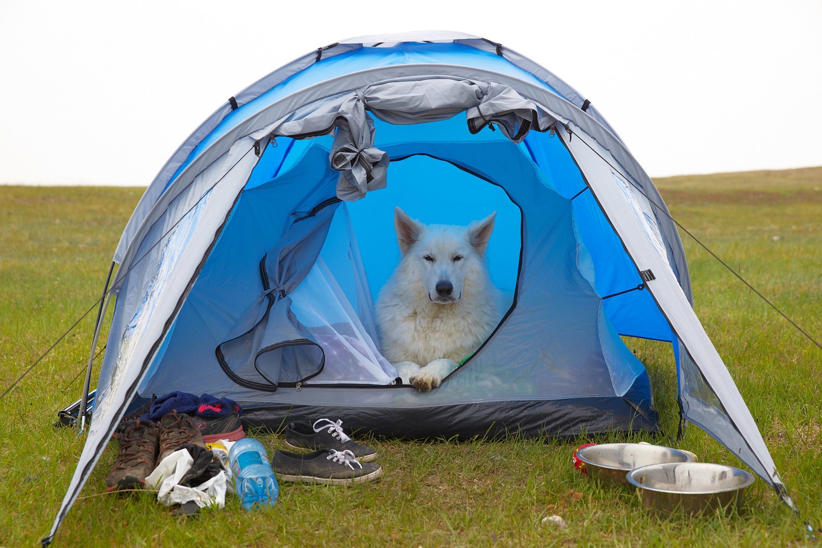 The life of a shepherd named Caesar. - My, Dog, White swiss shepherd, Longpost, The photo, Animals, Family