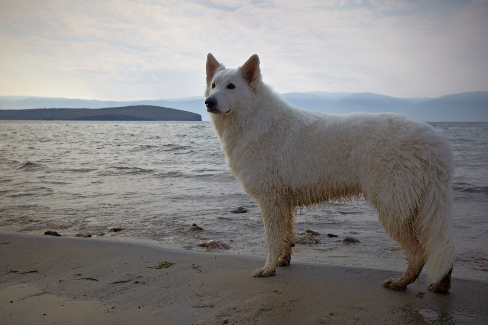 The life of a shepherd named Caesar. - My, Dog, White swiss shepherd, Longpost, The photo, Animals, Family