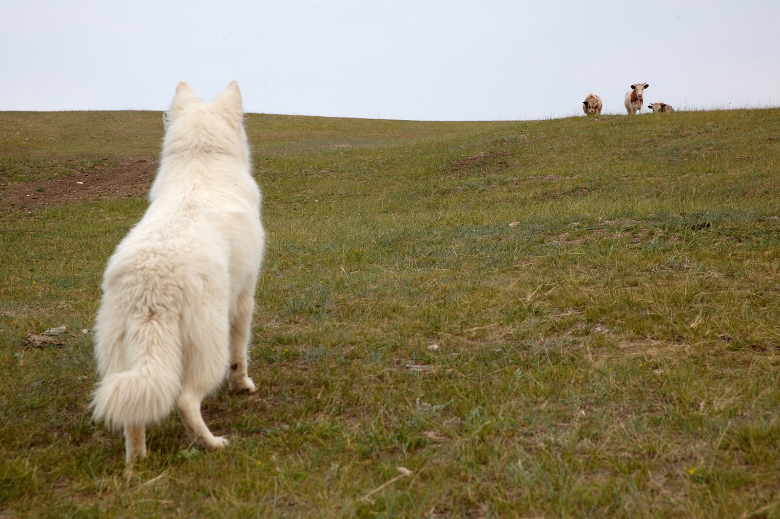 The life of a shepherd named Caesar. - My, Dog, White swiss shepherd, Longpost, The photo, Animals, Family