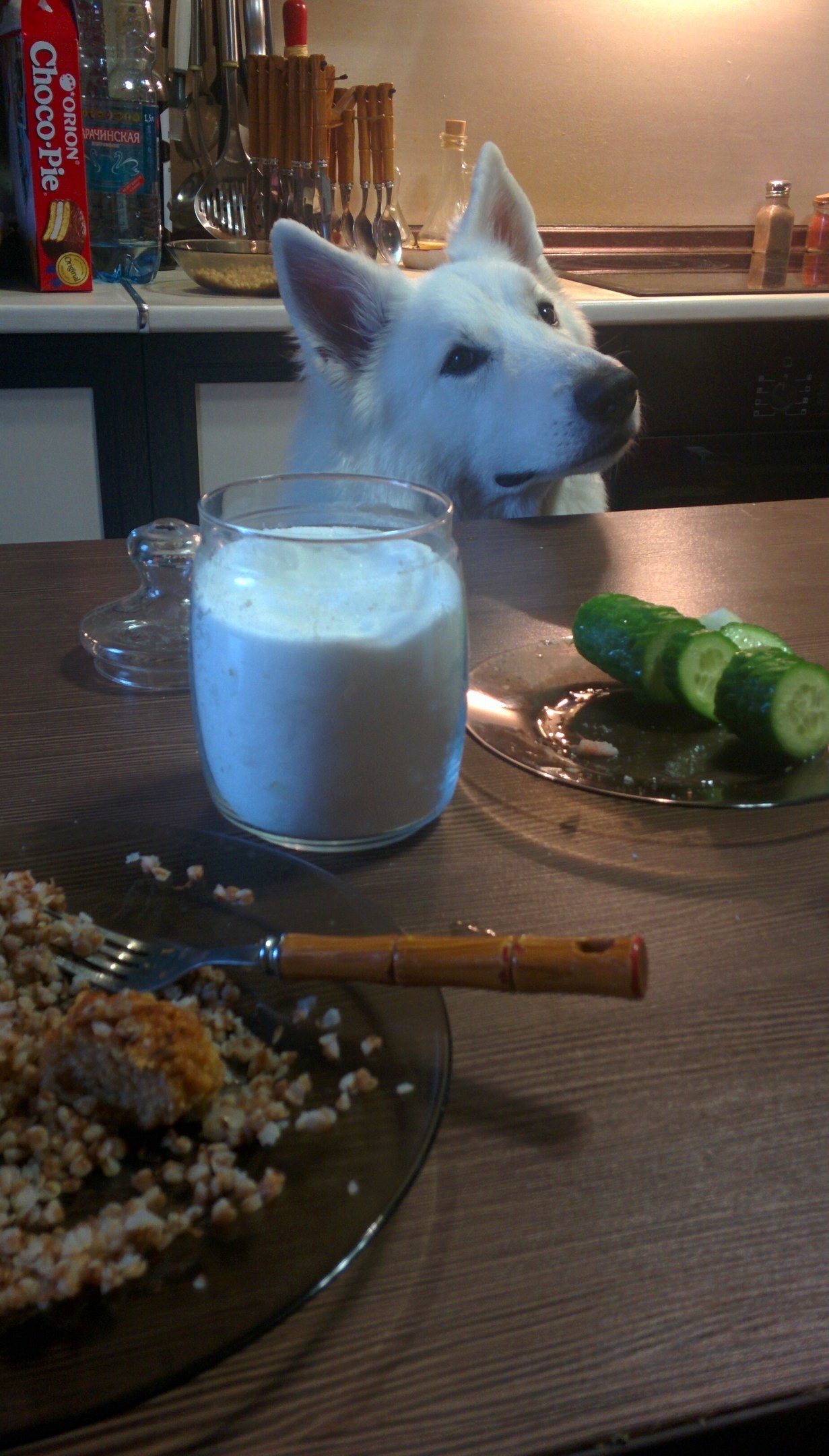 The life of a shepherd named Caesar. - My, Dog, White swiss shepherd, Longpost, The photo, Animals, Family