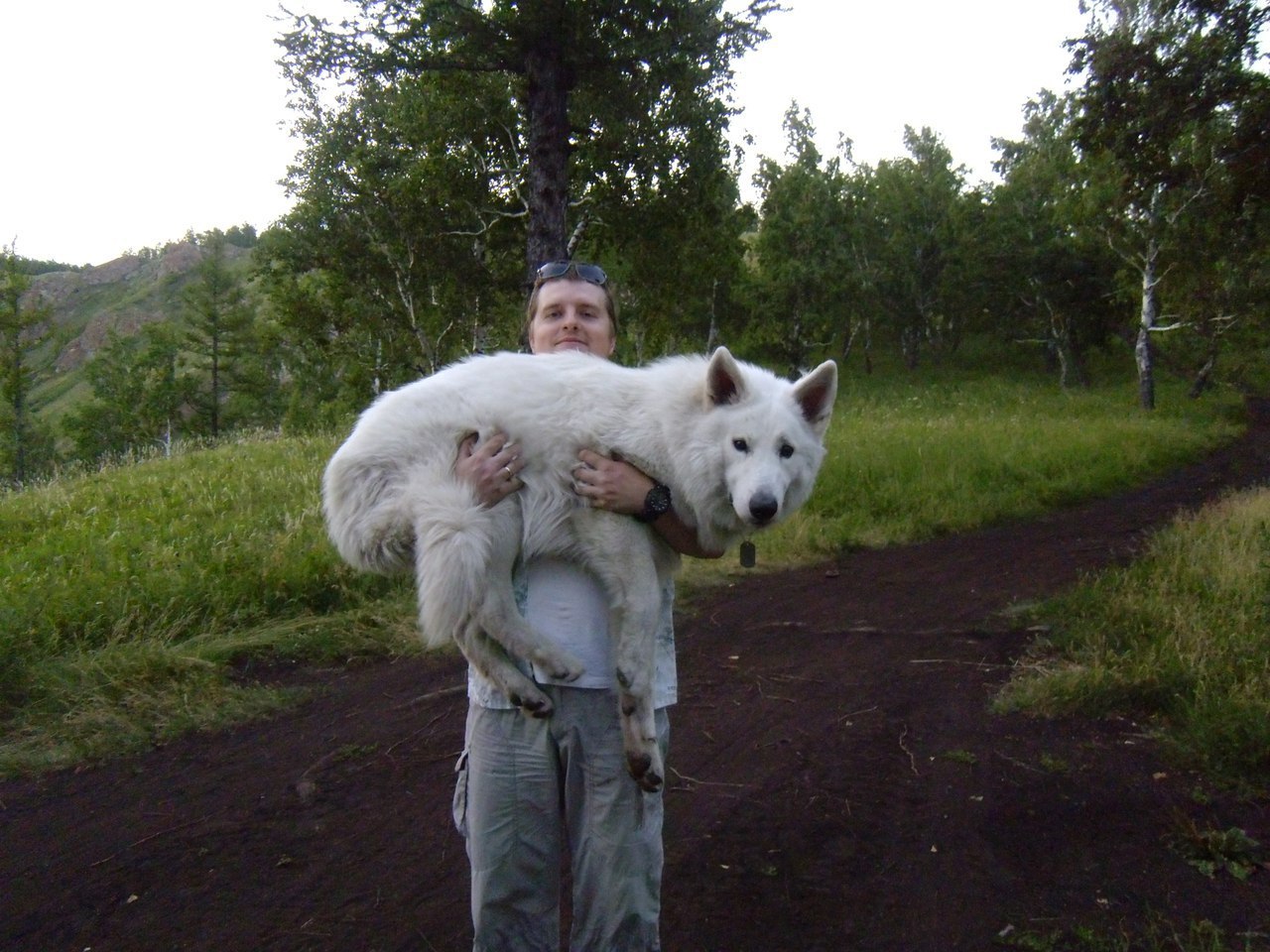 The life of a shepherd named Caesar. - My, Dog, White swiss shepherd, Longpost, The photo, Animals, Family