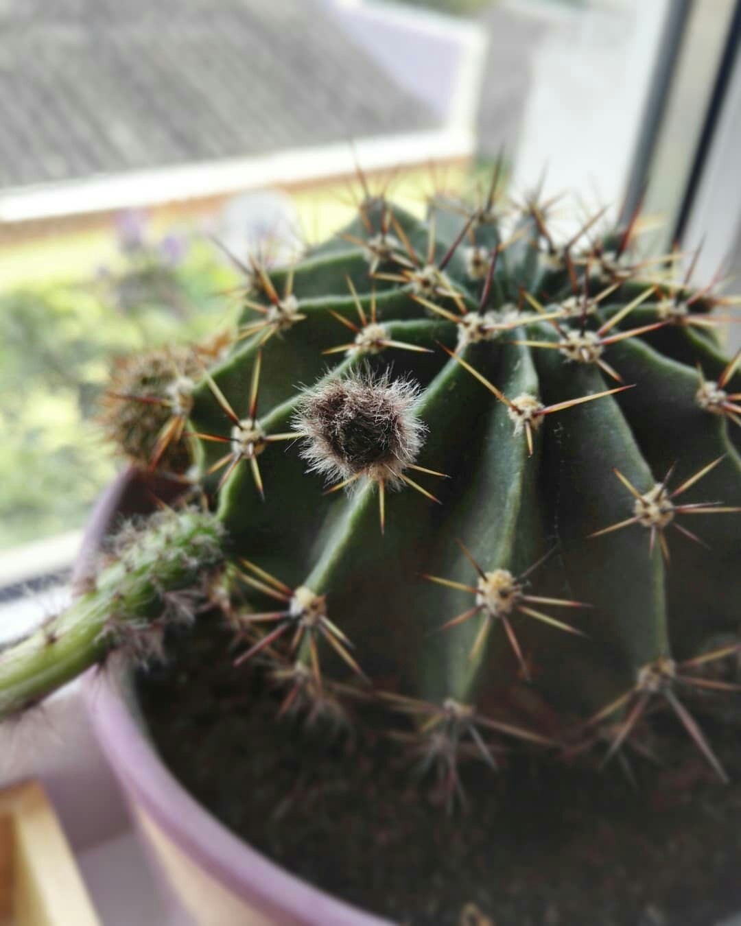 For the first time, in its long cactus life, it bloomed - My, Blooming cacti, Cactus, Bloom, No filters, Longpost