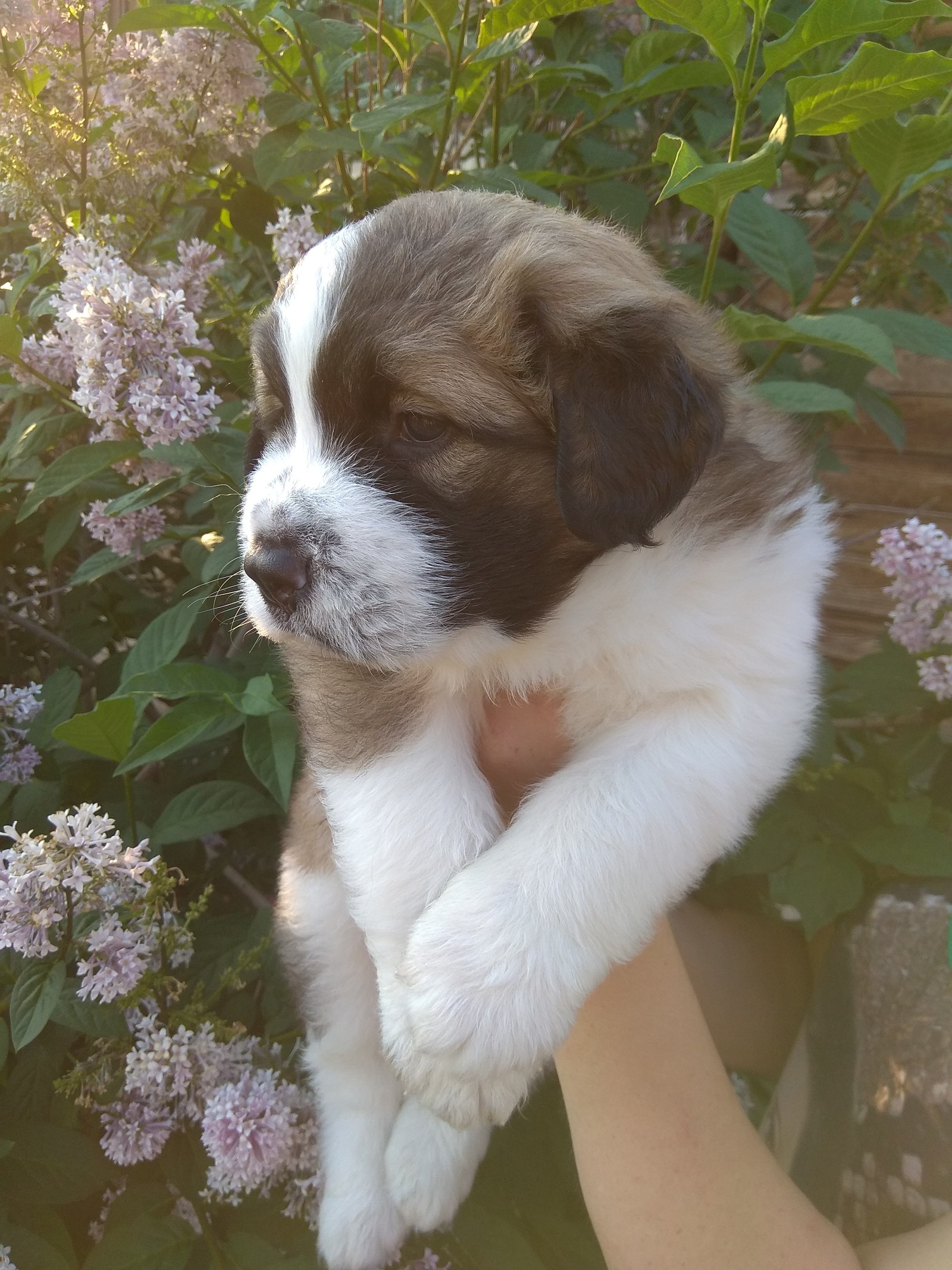 puppies - My, Moskovskaya storozhevaya, Puppies, Summer, Milota, Longpost, Dog