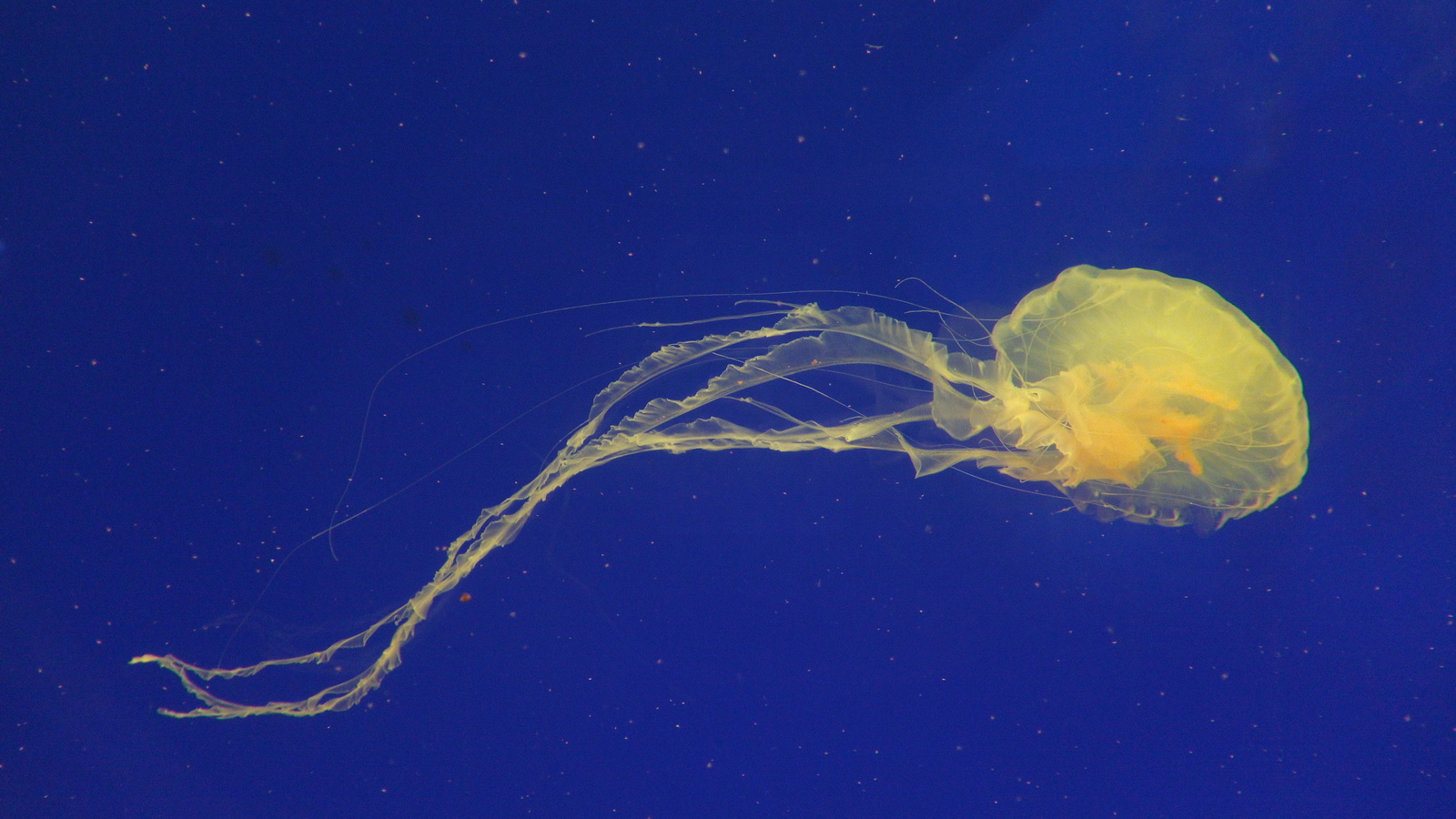 Jellyfish - My, Beginning photographer, My, Jellyfish, The photo, I want criticism