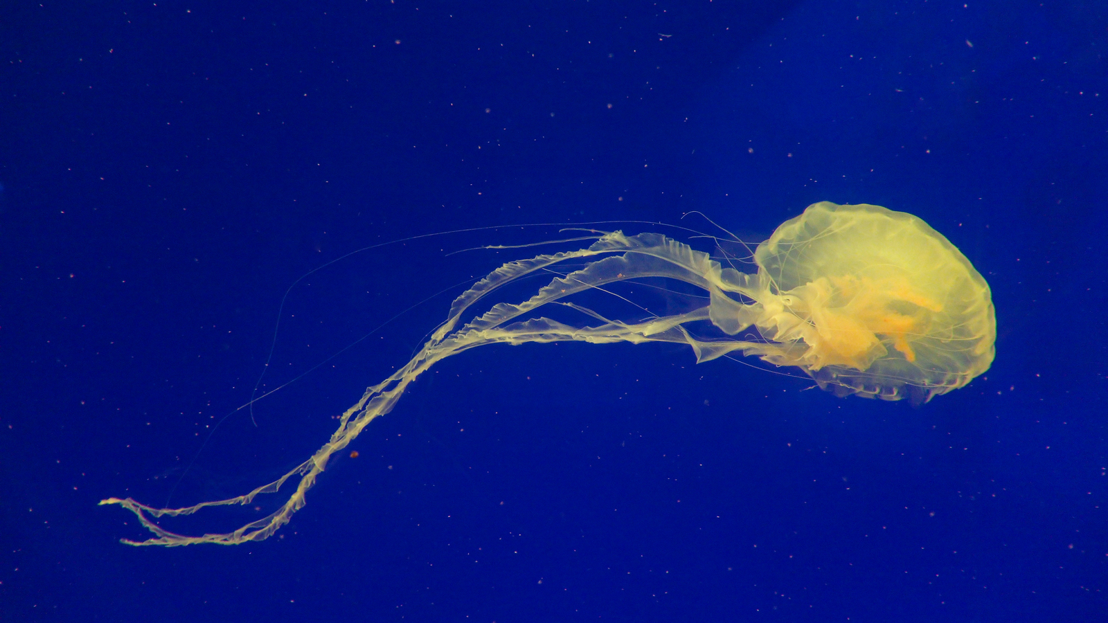 Jellyfish - My, Beginning photographer, My, Jellyfish, The photo, I want criticism