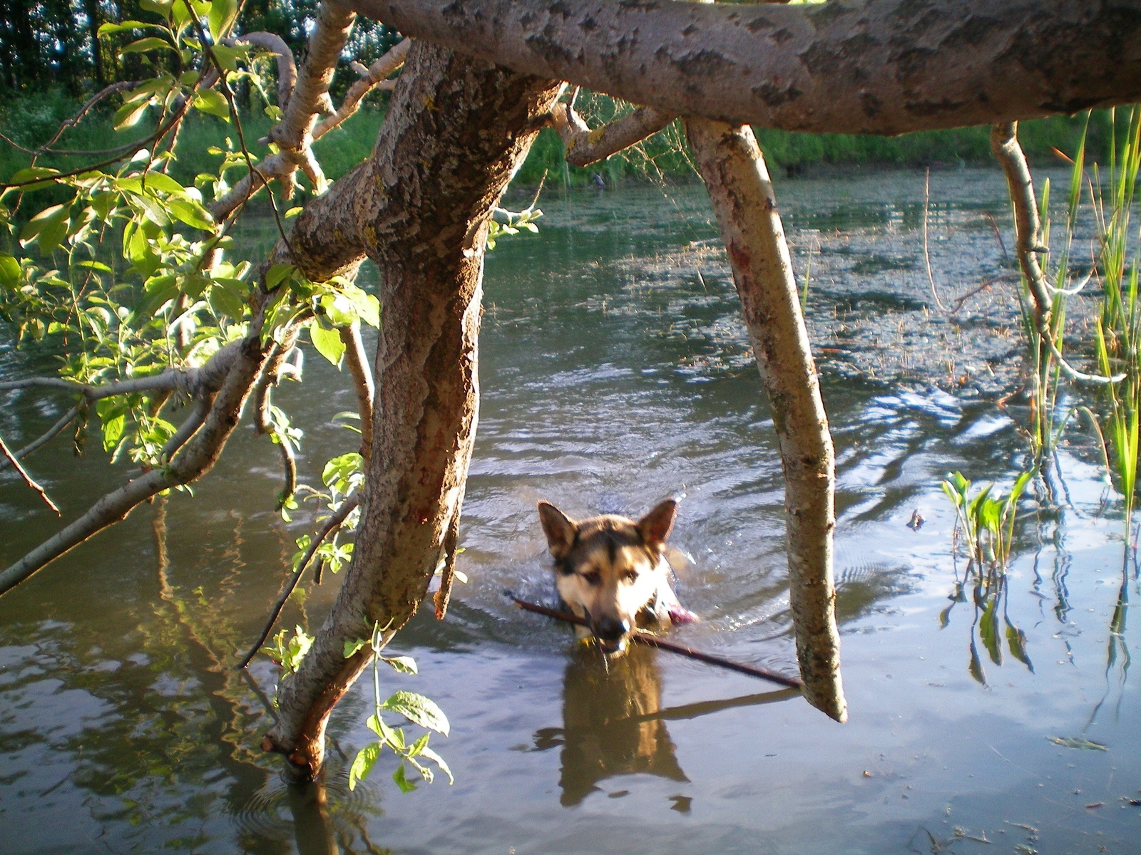 duck dog - My, Dog, The photo, Longpost