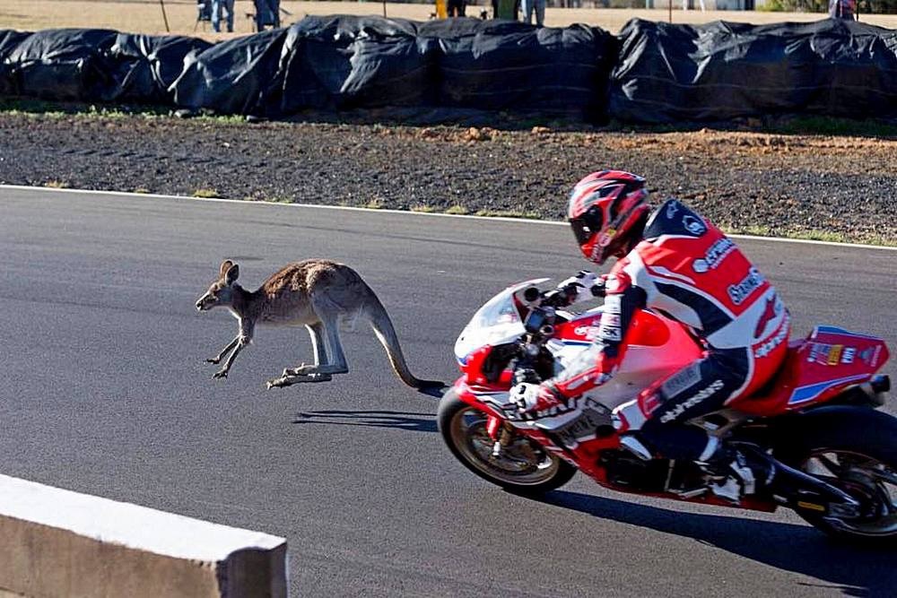 Australian Superbike Champion Brian Staring and a fearless kangaroo who wanted to compete with the pilot in the Morgan Park race. - Race, Moto, Australia, Kangaroo, Longpost