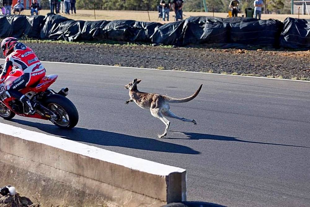 Australian Superbike Champion Brian Staring and a fearless kangaroo who wanted to compete with the pilot in the Morgan Park race. - Race, Moto, Australia, Kangaroo, Longpost