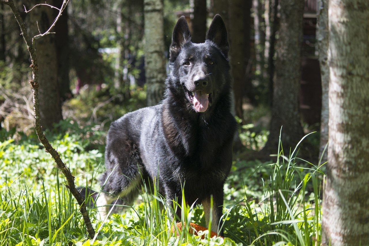 VEO Brizik. My doggy. - My, Dog, East European Shepherd, Longpost