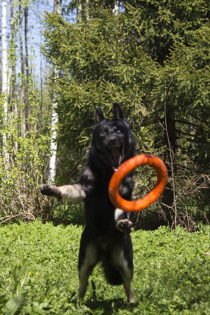 VEO Brizik. My doggy. - My, Dog, East European Shepherd, Longpost