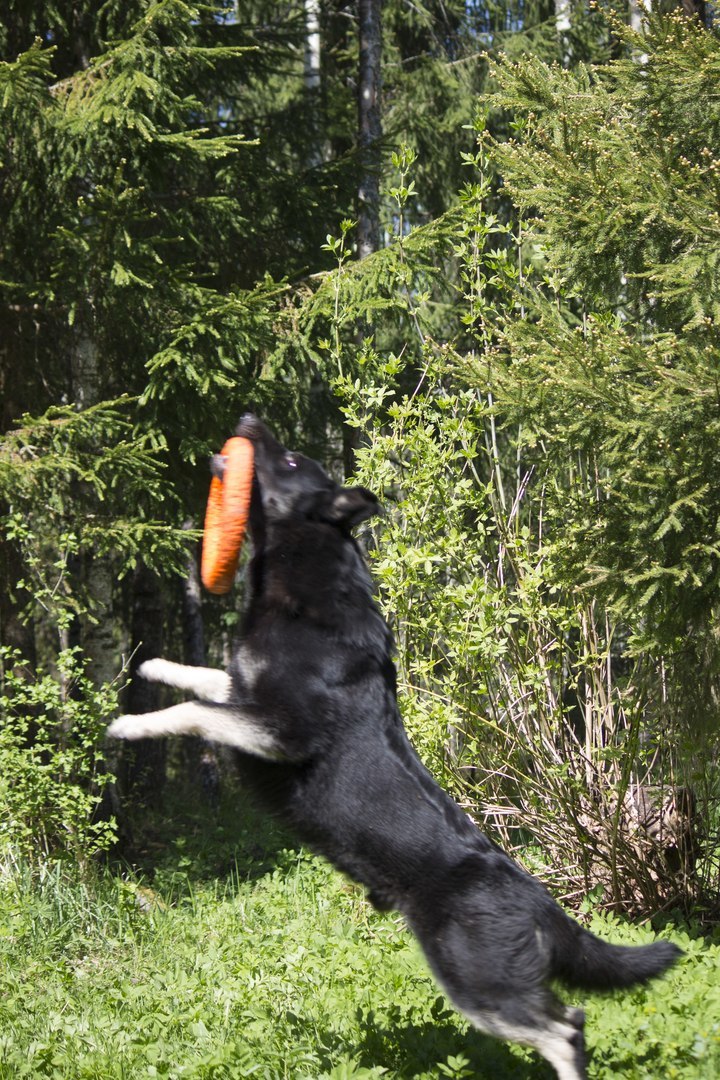 VEO Brizik. My doggy. - My, Dog, East European Shepherd, Longpost