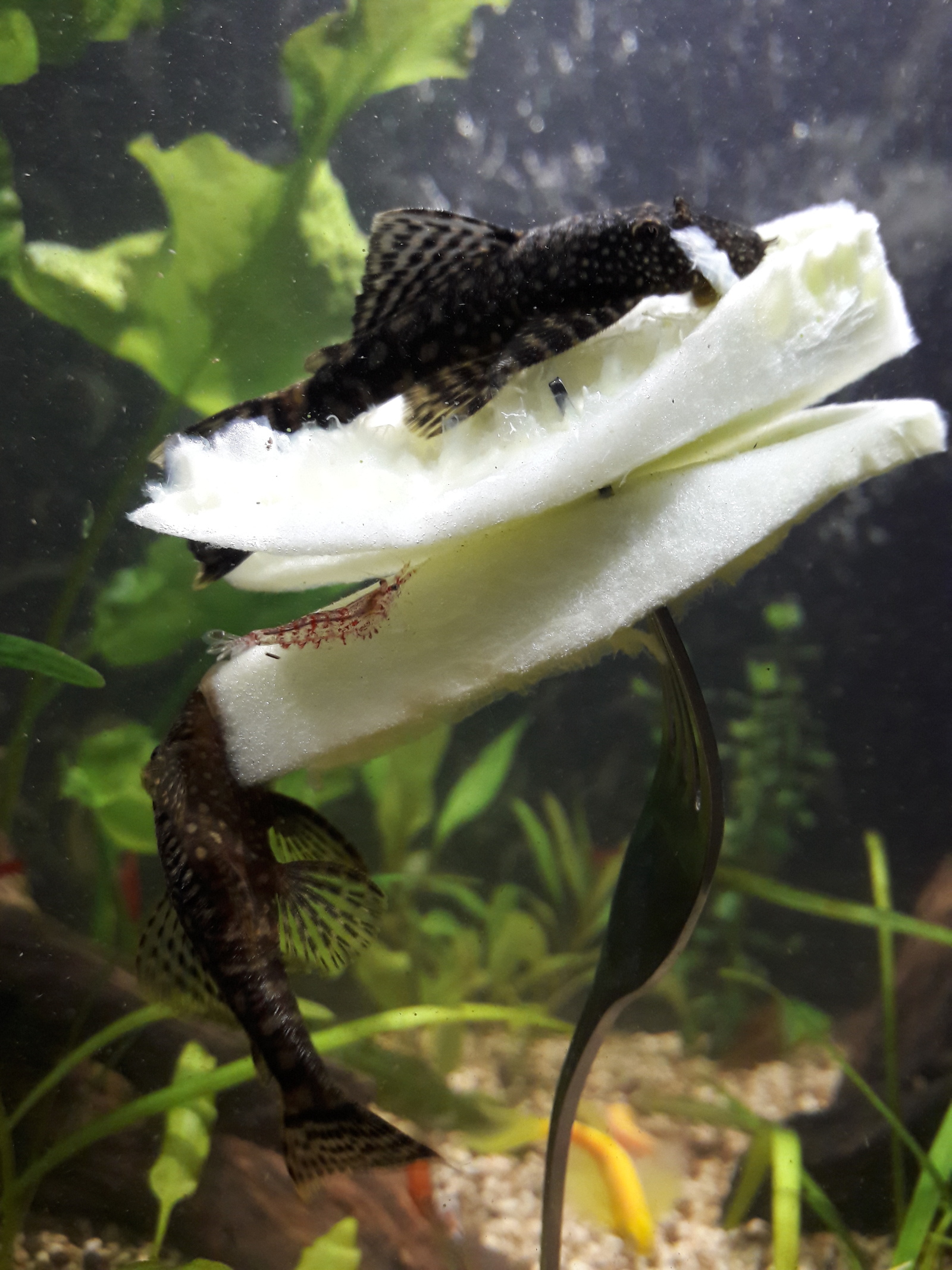 Everyone loves cucumbers - My, Shrimps, Ancistrus, Cucumbers, Longpost, Swordtail, Fry