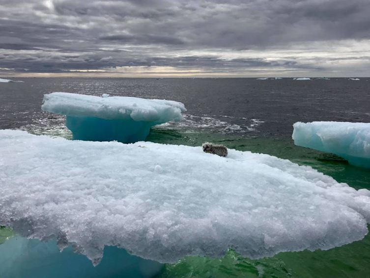 Like a fox stuck on an ice floe - Arctic fox, Ice floe, Canada, Longpost