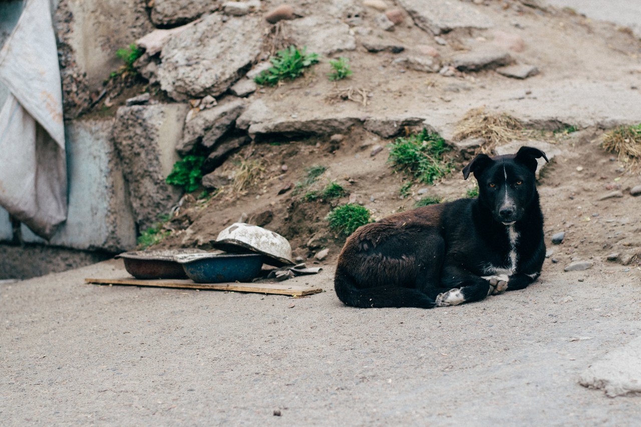 Mitten #5 - My, Animals, cat, Dog, Krasnoyarsk, Novoaltaysk, Barnaul, Longpost, The photo