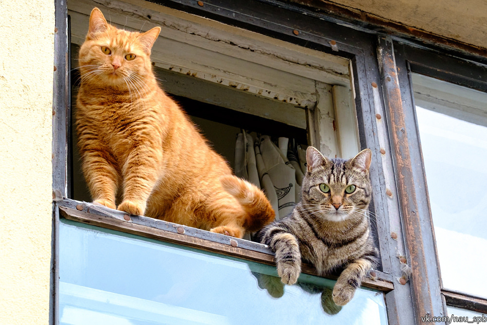 Cats on the Fontanka :)) - cat, Saint Petersburg, Fontanka, Longpost, The photo