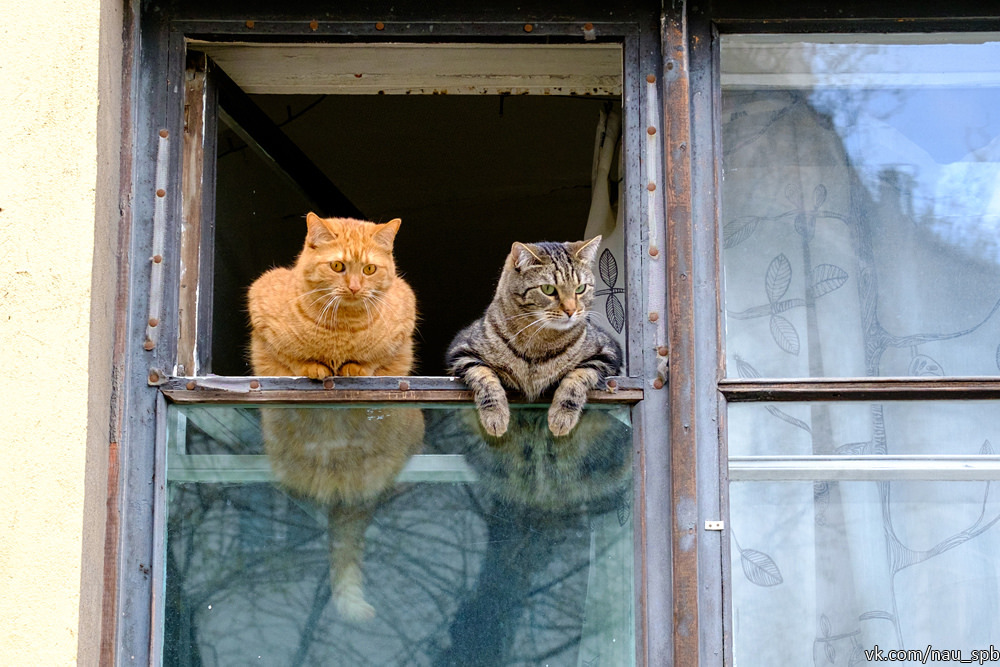 Котоморды на Фонтанке :)) - Кот, Санкт-Петербург, Фонтанка, Длиннопост, Фотография