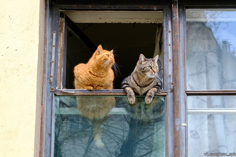 Cats on the Fontanka :)) - cat, Saint Petersburg, Fontanka, Longpost, The photo