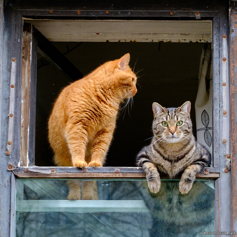 Cats on the Fontanka :)) - cat, Saint Petersburg, Fontanka, Longpost, The photo