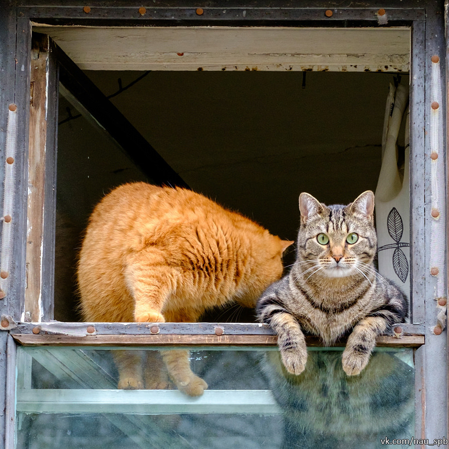 Cats on the Fontanka :)) - cat, Saint Petersburg, Fontanka, Longpost, The photo