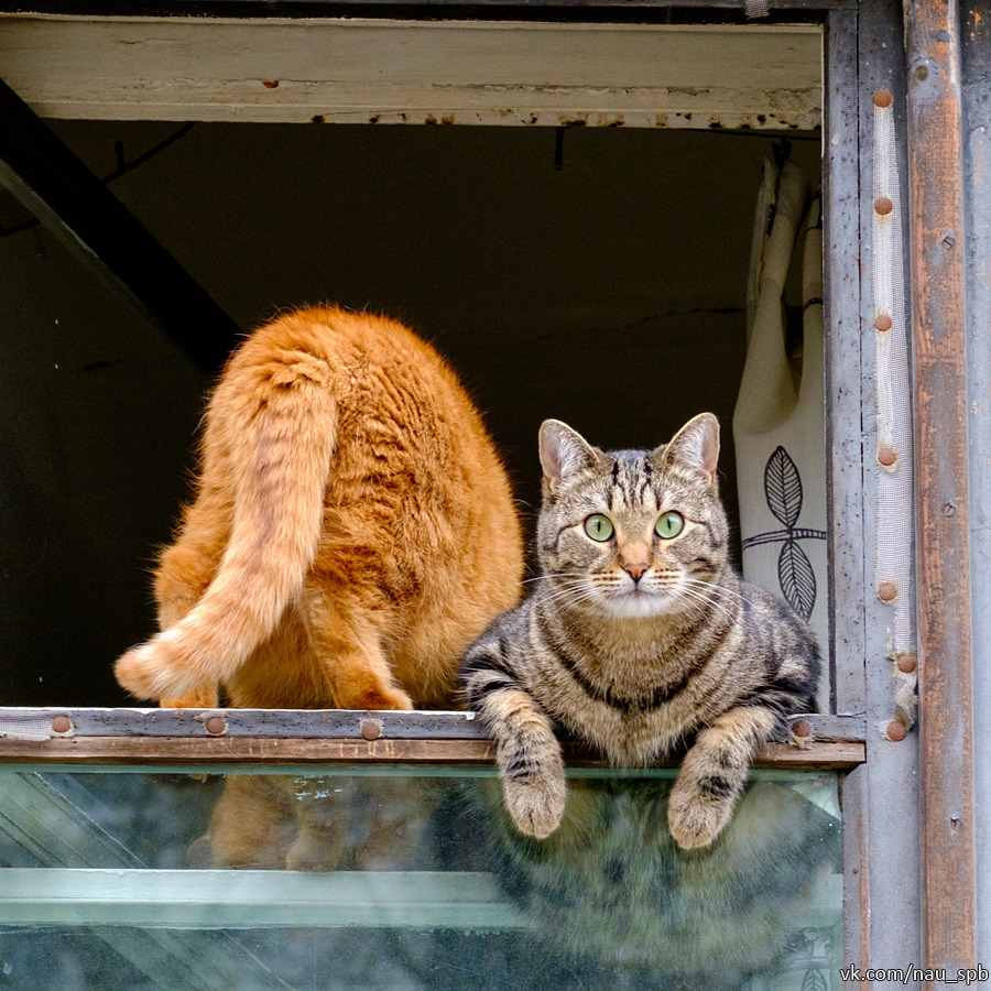 Cats on the Fontanka :)) - cat, Saint Petersburg, Fontanka, Longpost, The photo