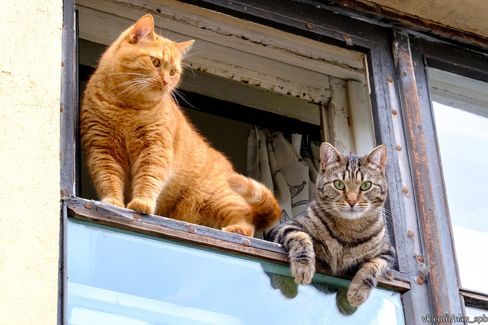 Cats on the Fontanka :)) - cat, Saint Petersburg, Fontanka, Longpost, The photo