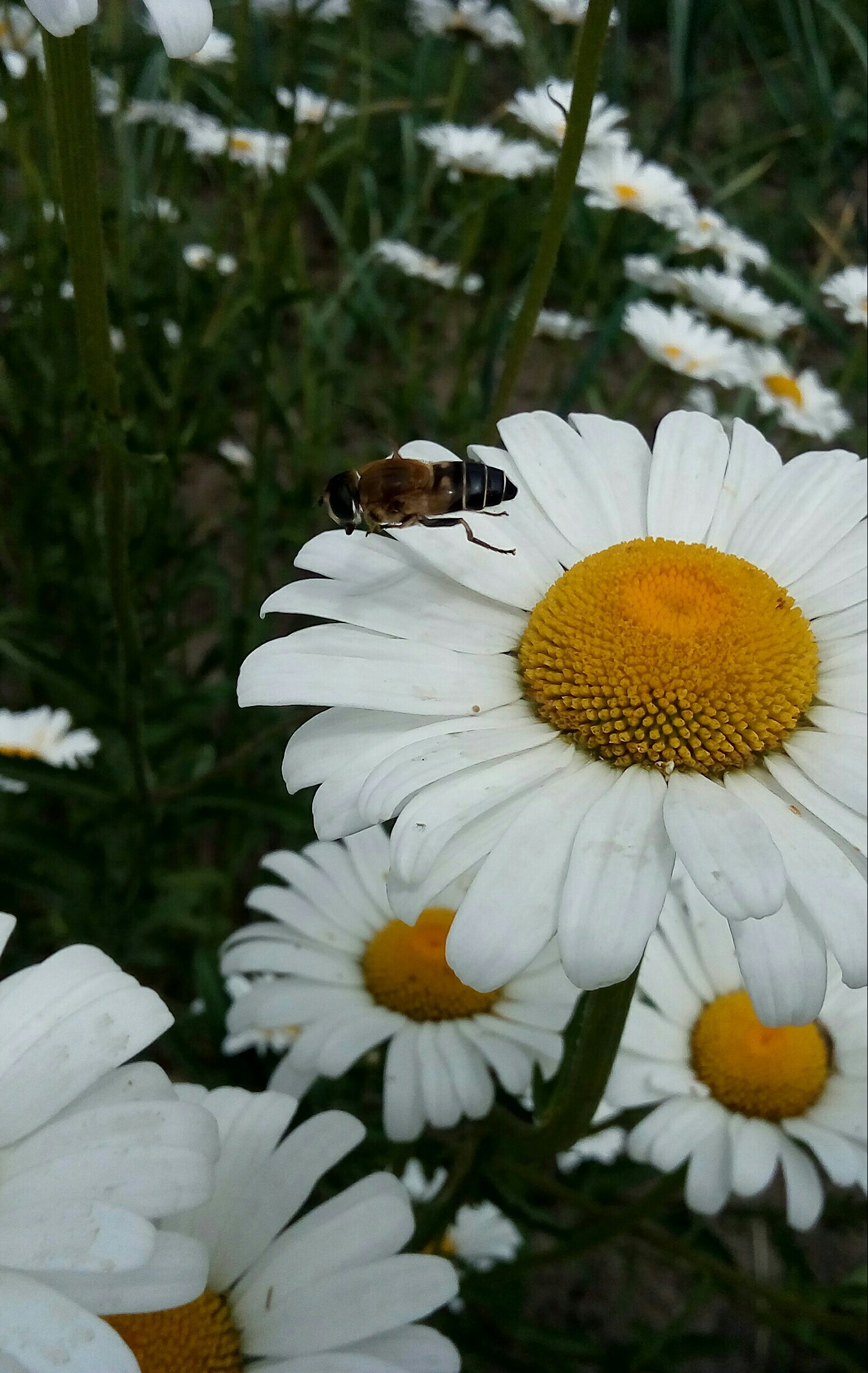 hoverfly fly - My, Муха, hoverfly, Nature, Insects, Longpost