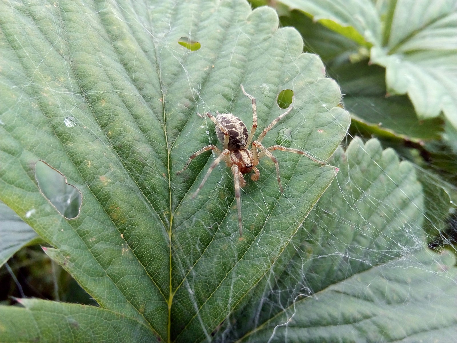 strawberry spider - My, Spider, Nature, Strawberry, Web, Insects, Arthropods, Longpost, Strawberry (plant)