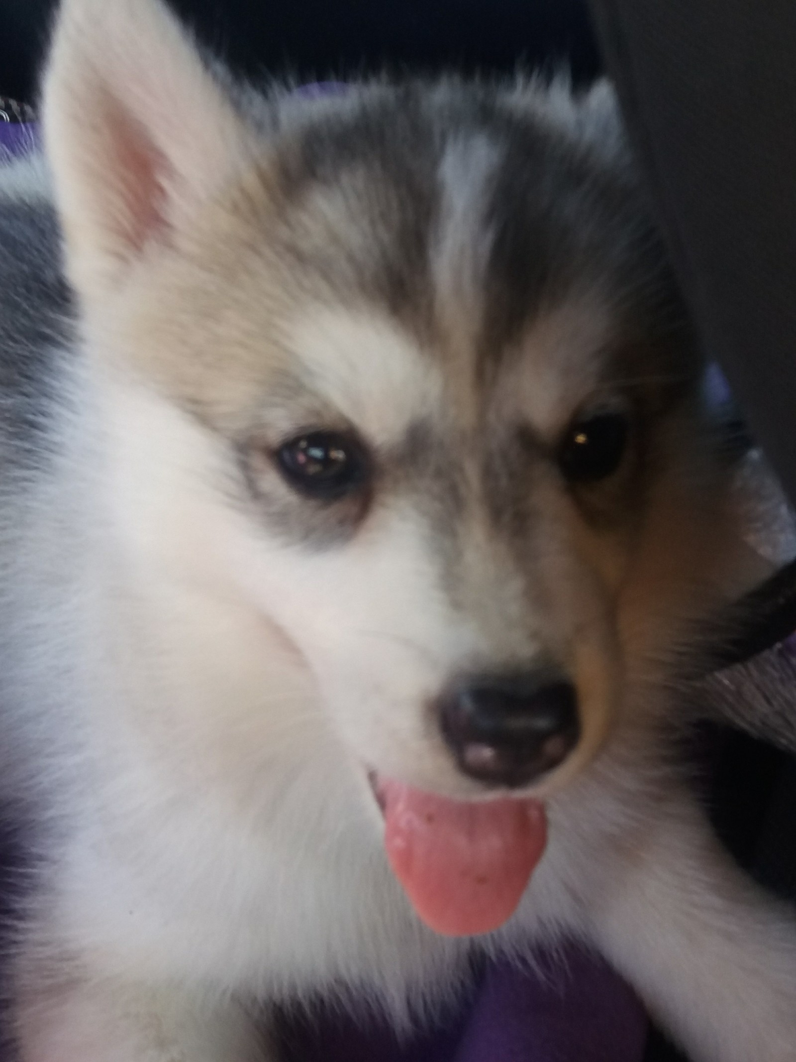 We got a Husky - My, Husky, Siberian Husky, Tory, Longpost, Dog