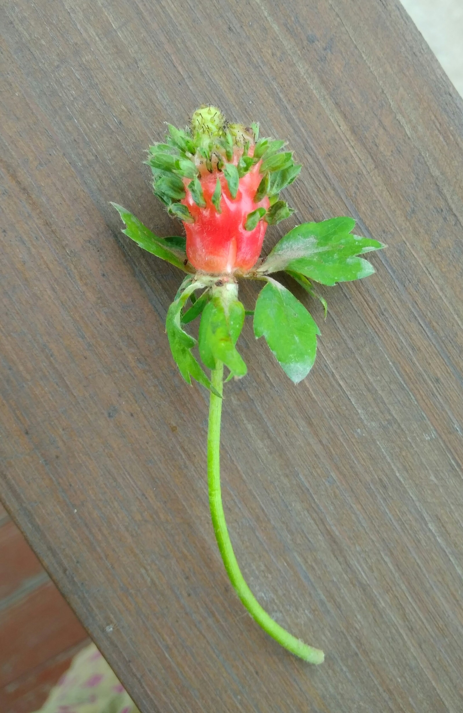 Strawberry - My, Longpost, Strawberry, Plants, The photo, Strawberry (plant)