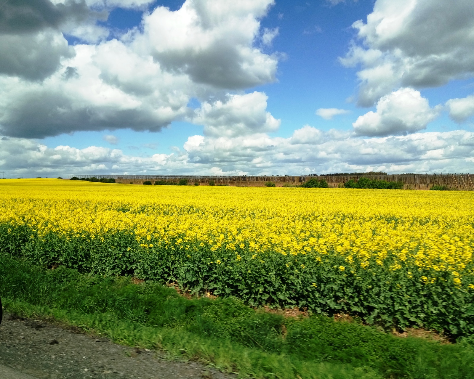 Czech Republic in April - My, Czech, Spring, Flowers, , The photo, Longpost