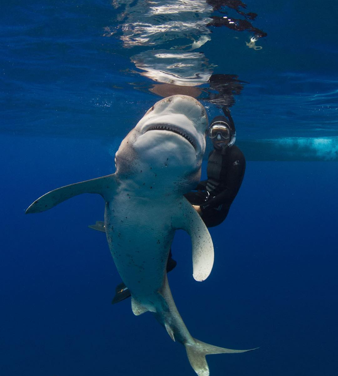 Photo with a shark - Shark, The photo