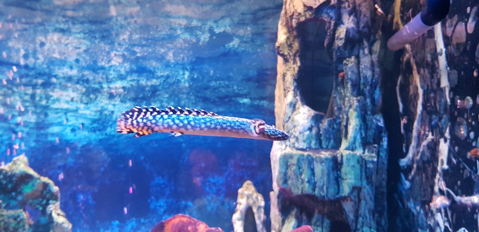 Polypterus ornantipinis. - My, Aquarium, Aquarium, Aquarium fish, Longpost, The photo