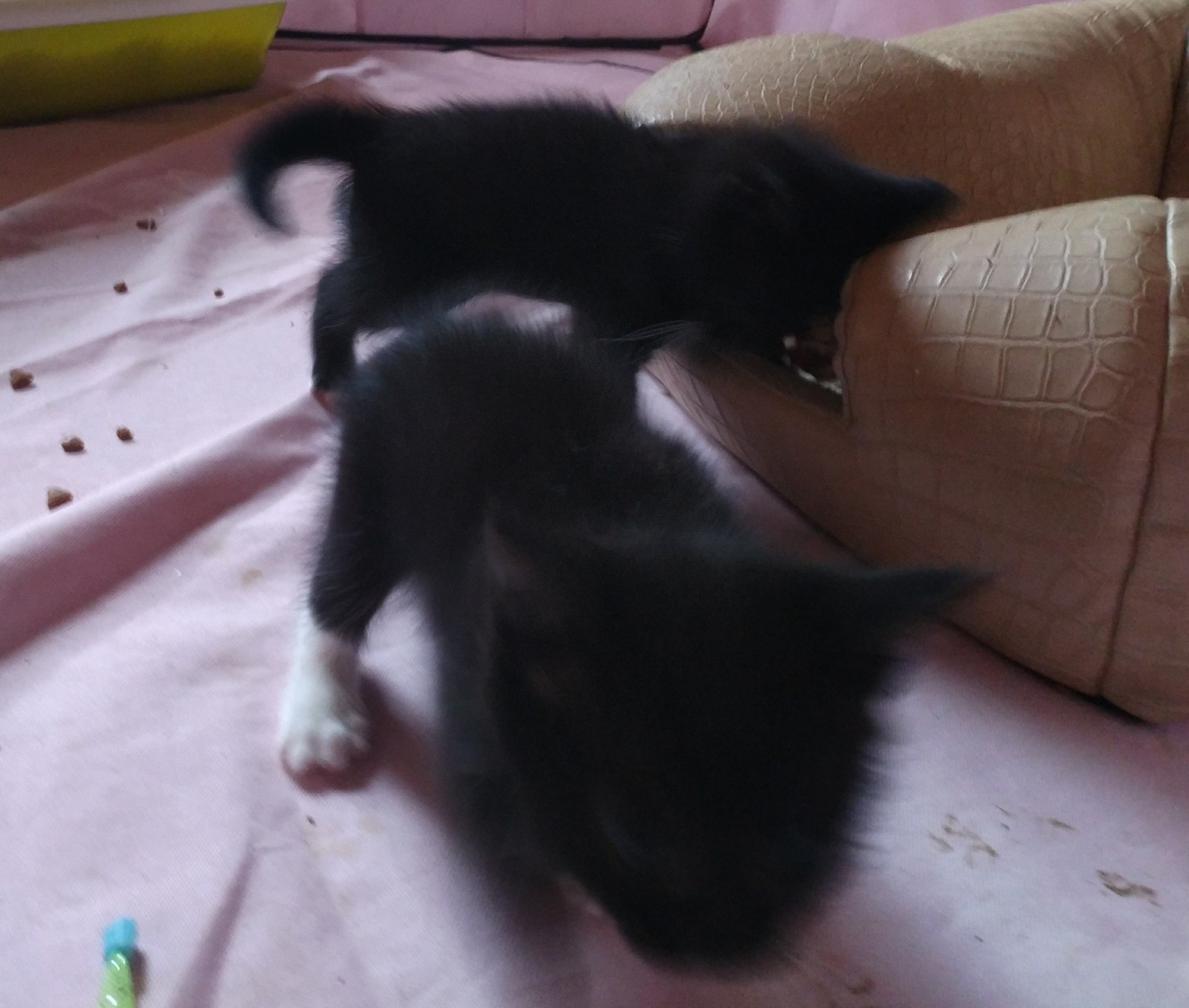 Kittens Moscow - My, Kittens, Moscow, No rating, In good hands, I will give, Is free, Longpost, cat