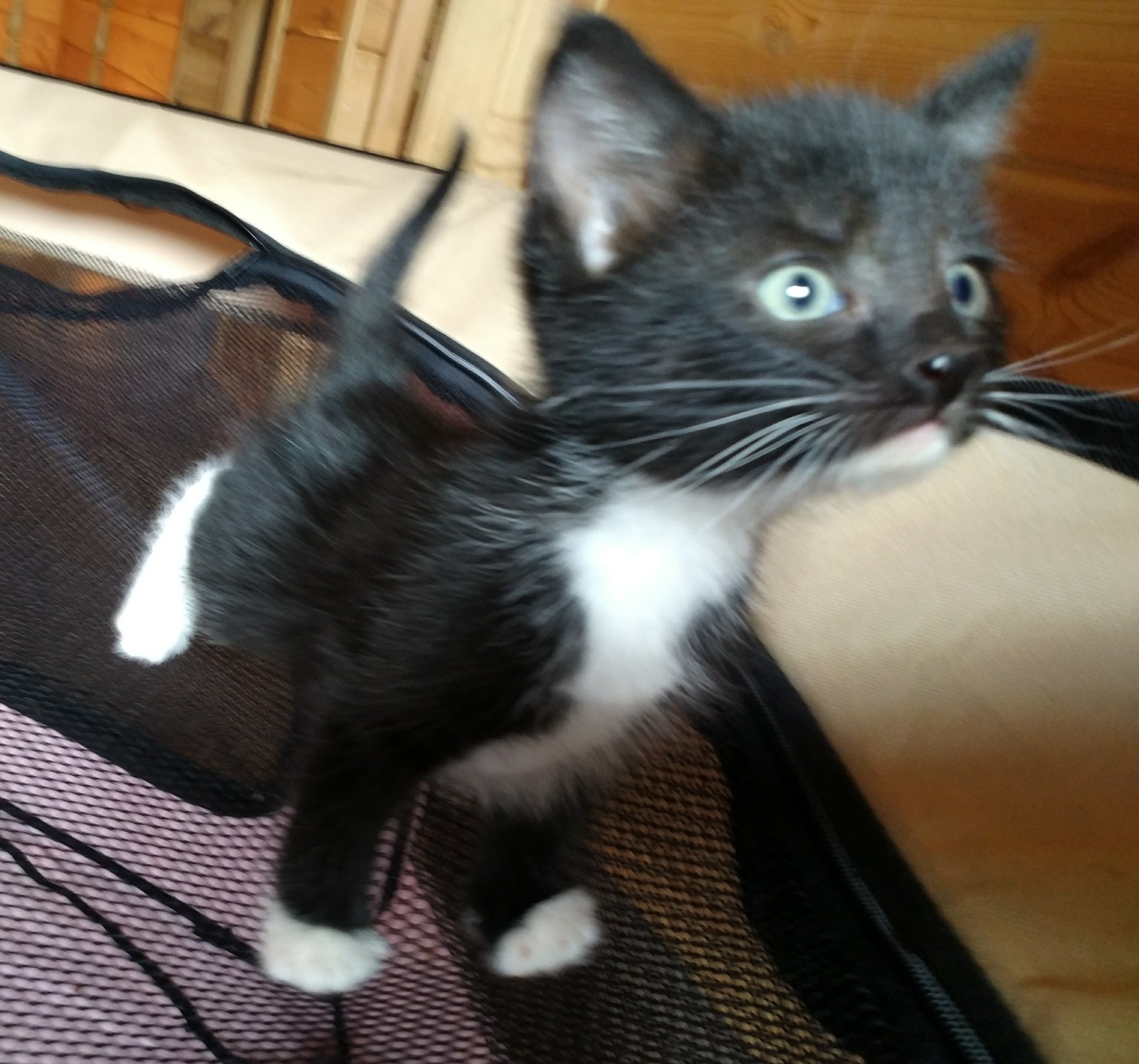 Kittens Moscow - My, Kittens, Moscow, No rating, In good hands, I will give, Is free, Longpost, cat