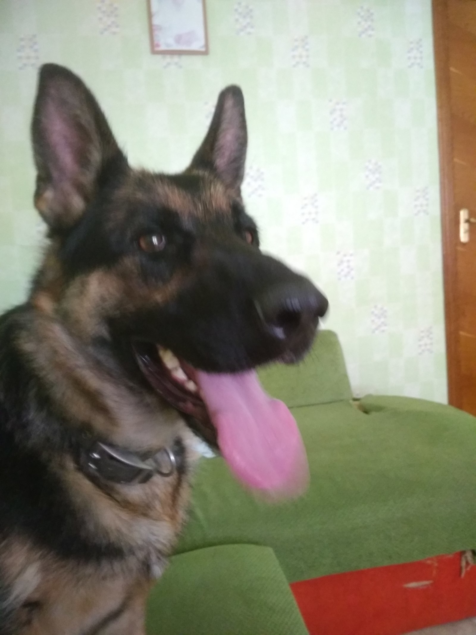 Help find dog owner - My, German Shepherd, , Longpost, Kharkov, No rating, Dog, Help me find, Found things