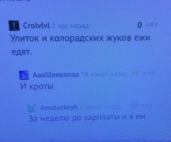 Отчаяние, когда до ЗП еще неделя. - Моё, Зарплата, Ответ, Жизнь, Боль, Еда, Дача