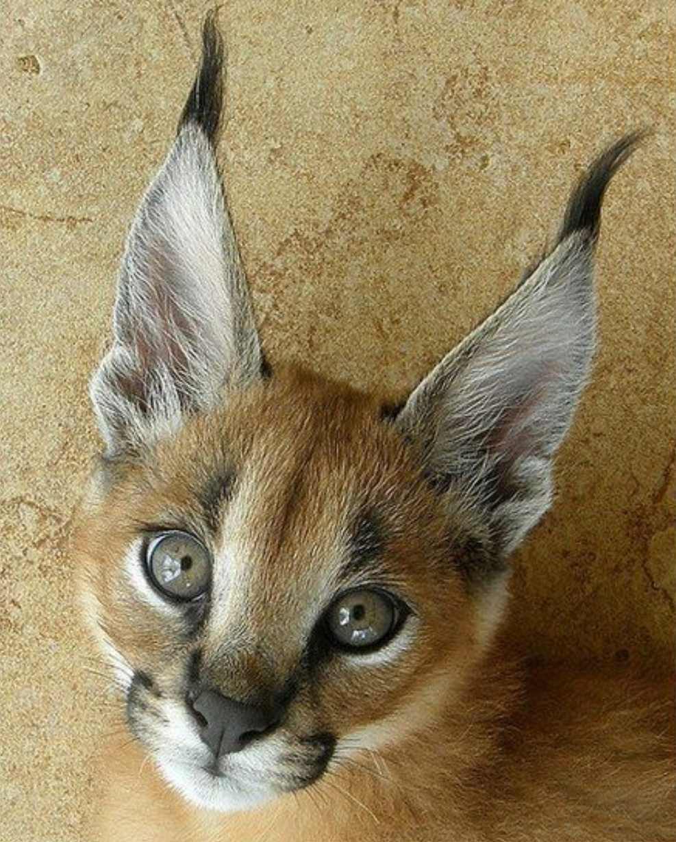 Am I really handsome? - Caracal, Animals, The photo, cat