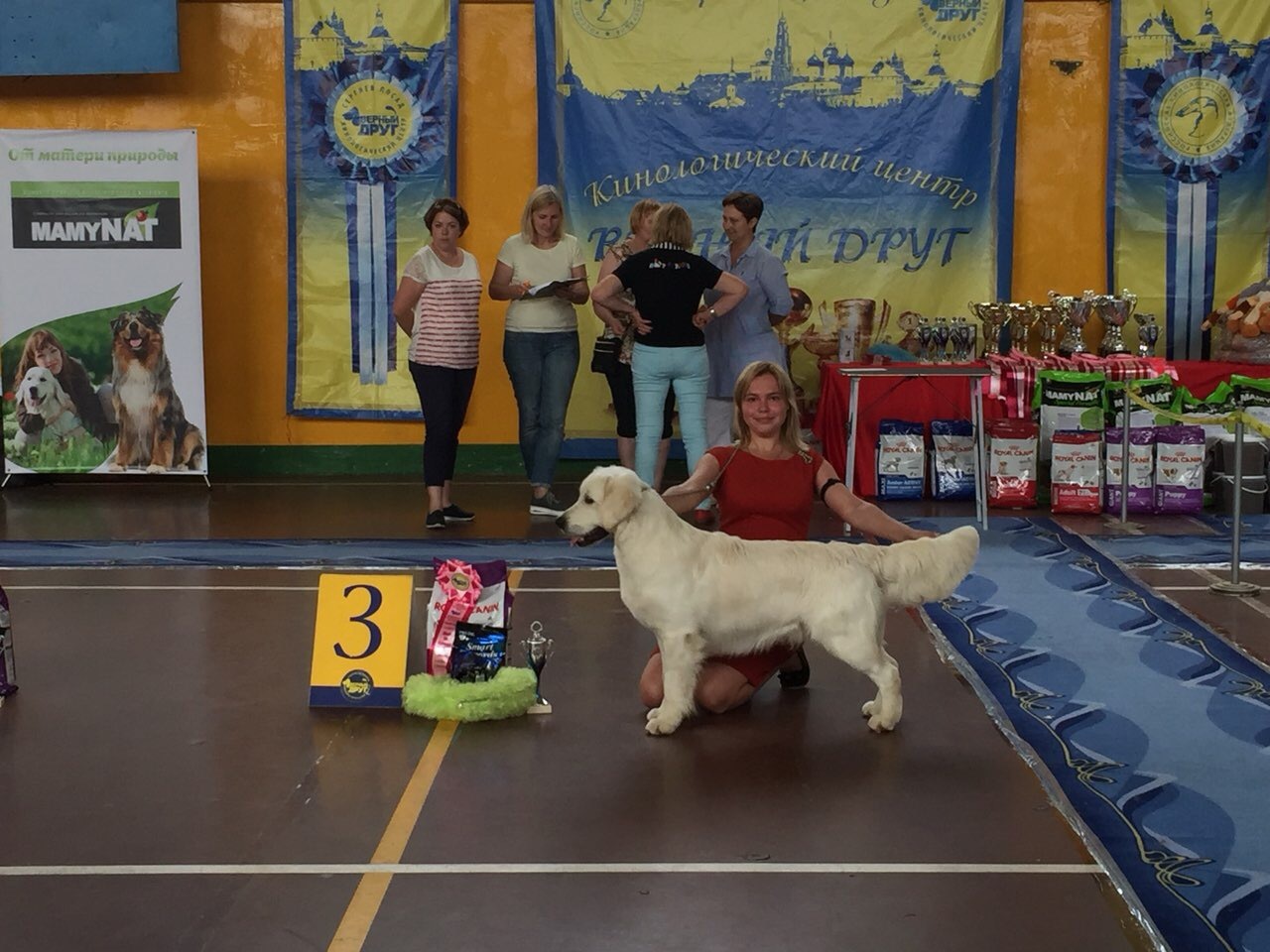 golden birthday boy - My, Golden retriever, Dog show, Dog, Longpost