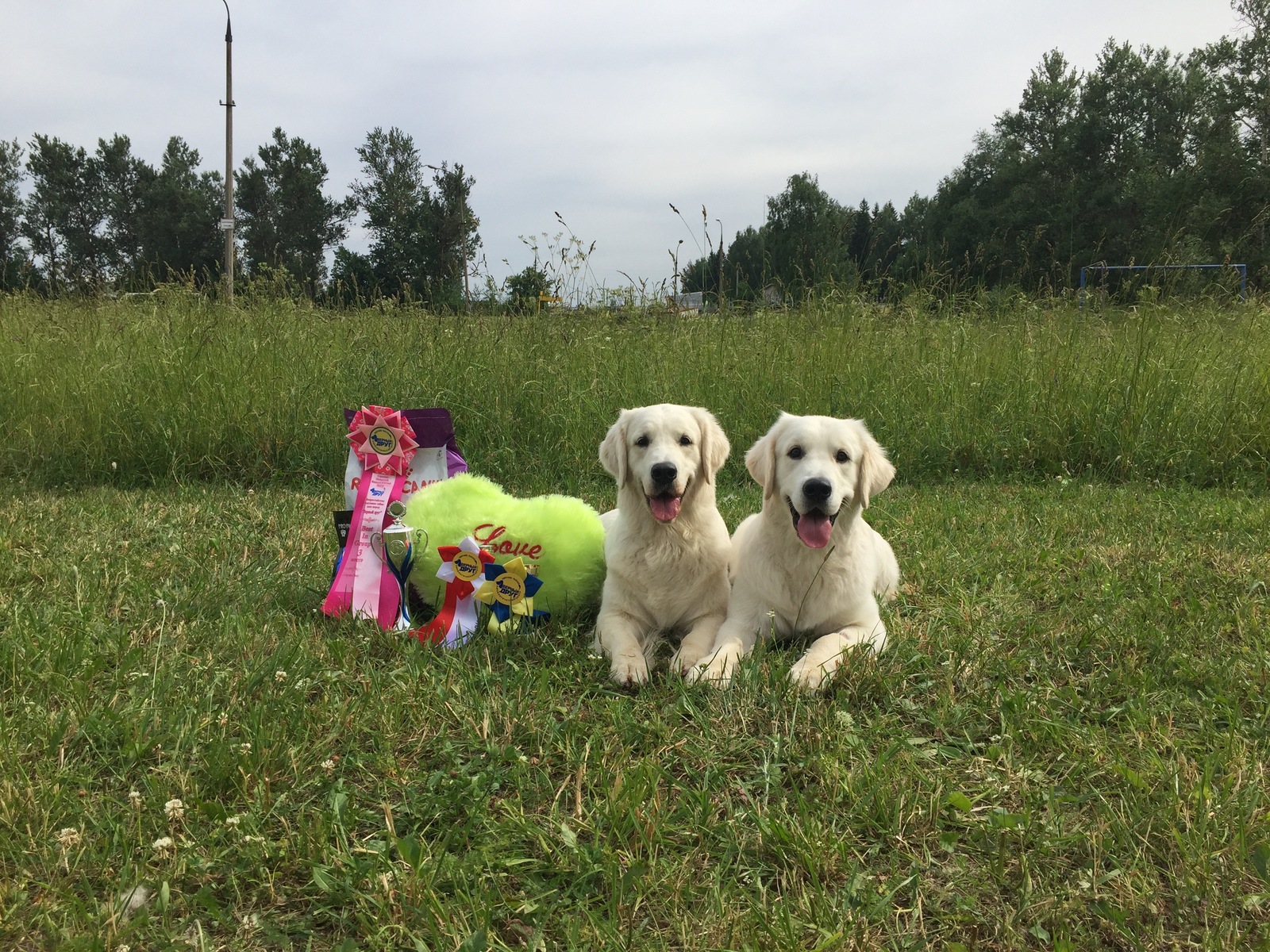 golden birthday boy - My, Golden retriever, Dog show, Dog, Longpost