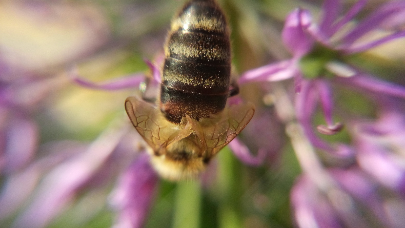 Cat nose and more - My, Cat nose, Nibelung, cat, Macro photography, Flowers, Milota