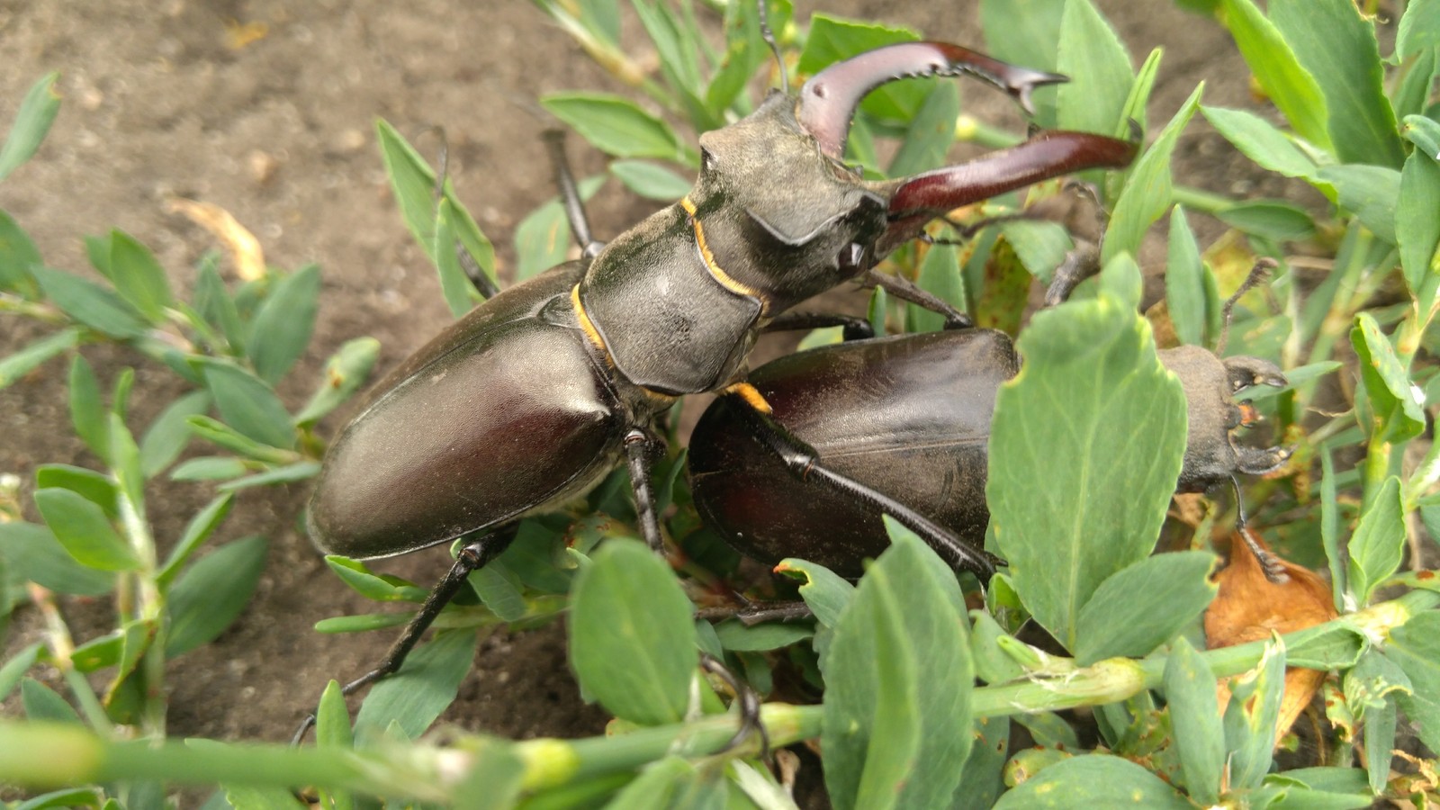 Love love)) - My, Love, , Жуки, Longpost, Deer Beetle