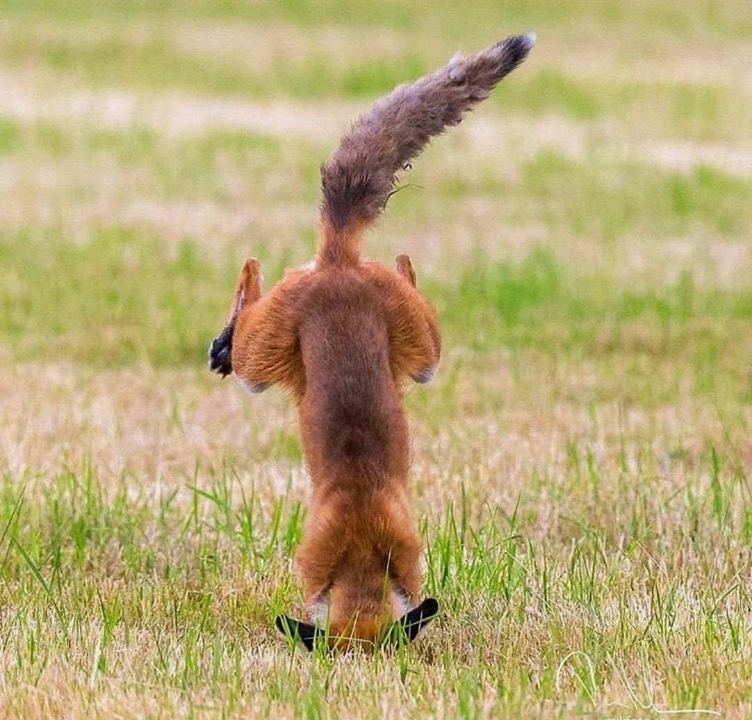 face down - Fox, Burrows, The photo, Mouse-bending