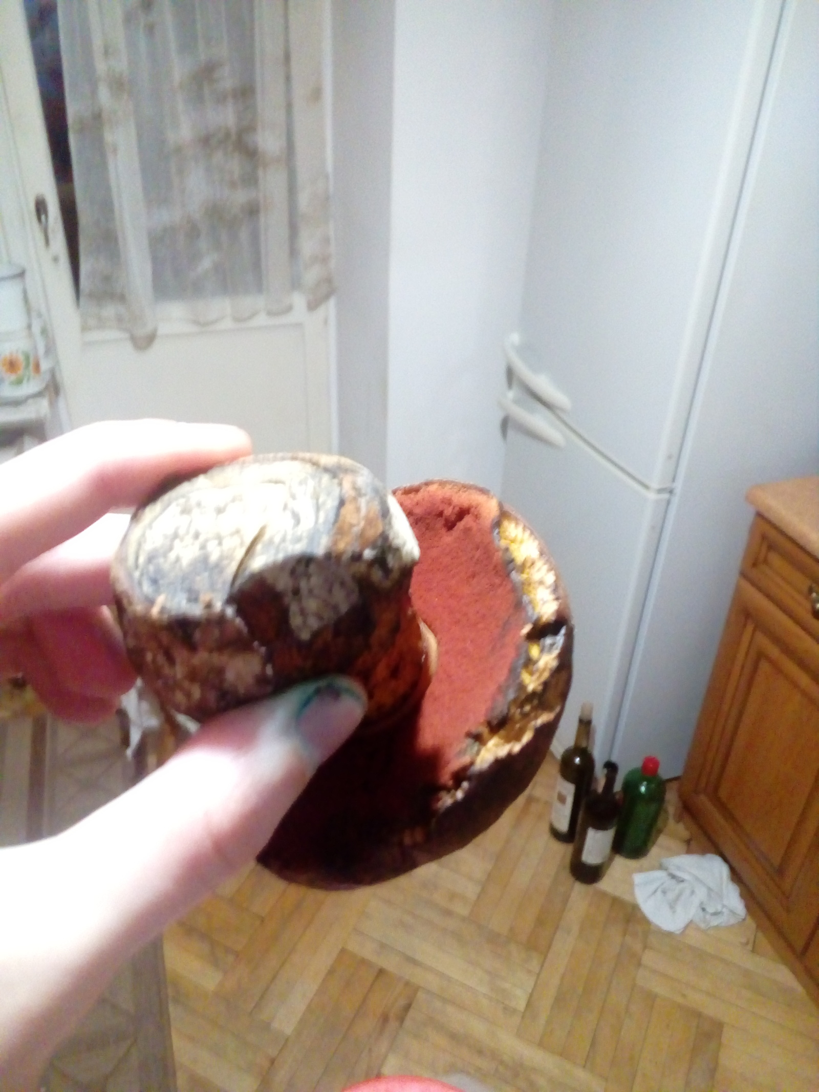 Is the mushroom edible - My, Mushroom pickers, Mushrooms, No rating, Longpost