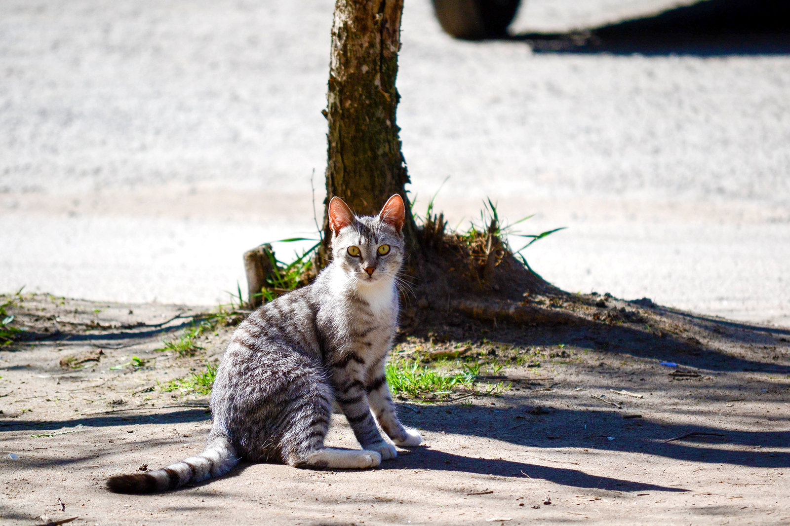 street kings - My, cat, The street, Homeless, Longpost, The photo