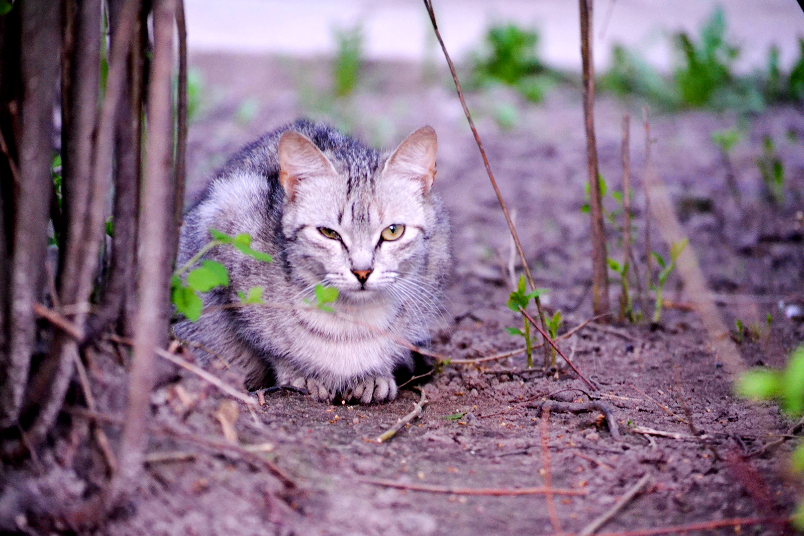 street kings - My, cat, The street, Homeless, Longpost, The photo