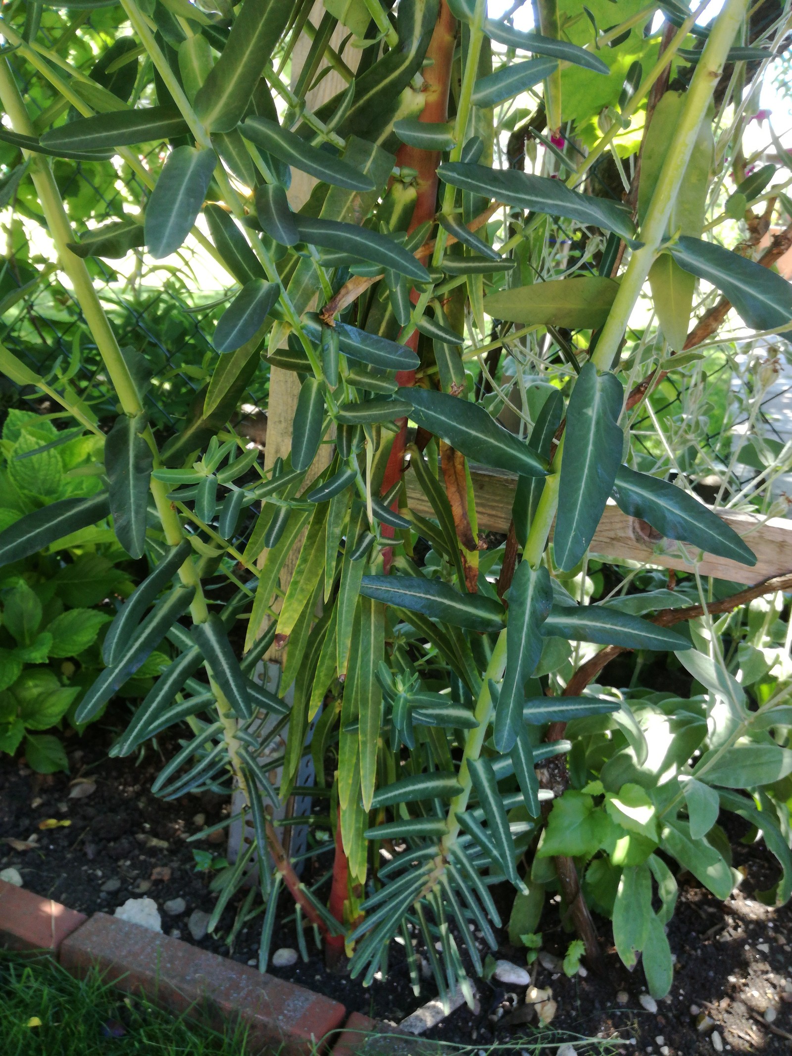 Plant identification - My, Plants, Botany, Longpost