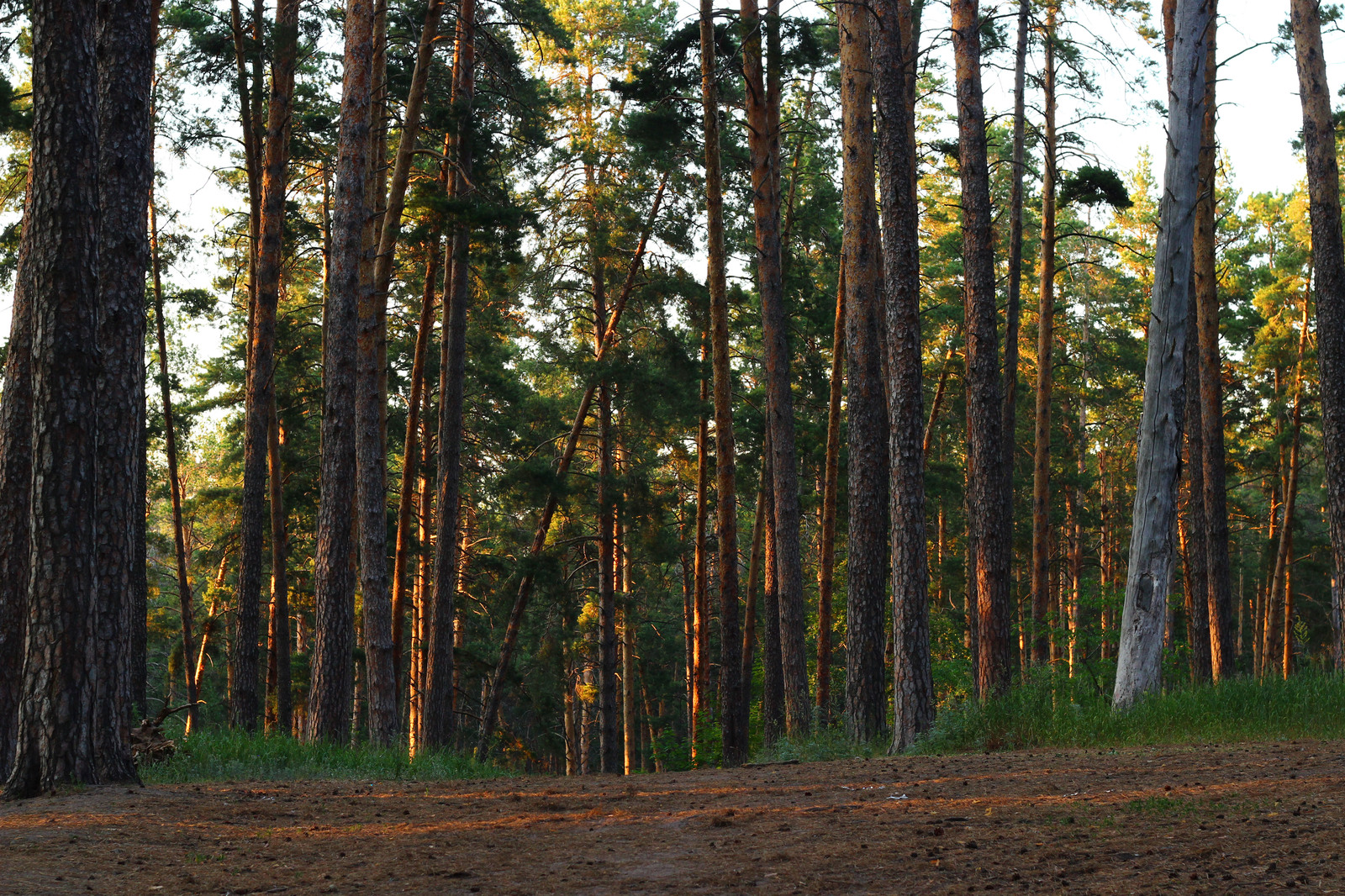 Evening forest - My, The photo, Forest, Sunset, Evening, beauty, Tolyatti, Beginning photographer, Longpost, Nature