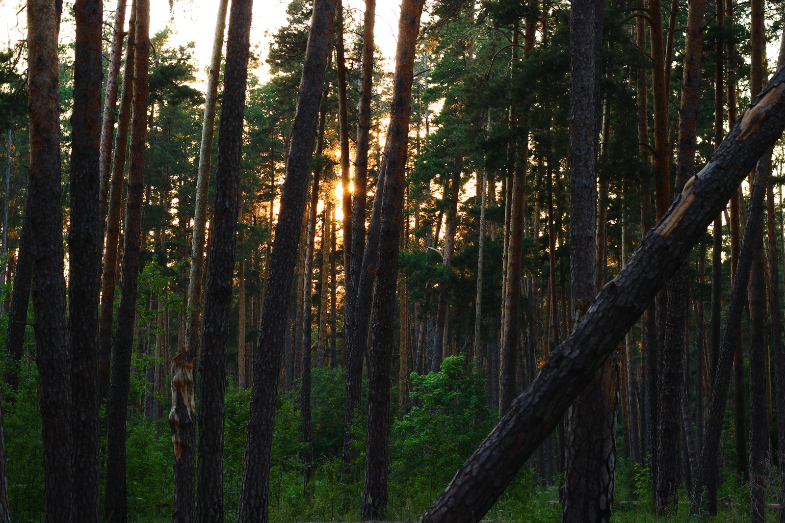 Evening forest - My, The photo, Forest, Sunset, Evening, beauty, Tolyatti, Beginning photographer, Longpost, Nature