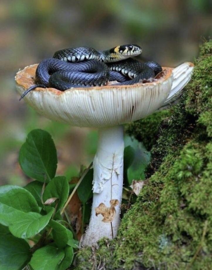 Mushroom queen. - Snake, Mushrooms, beauty of nature